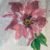 FLOR ROSA